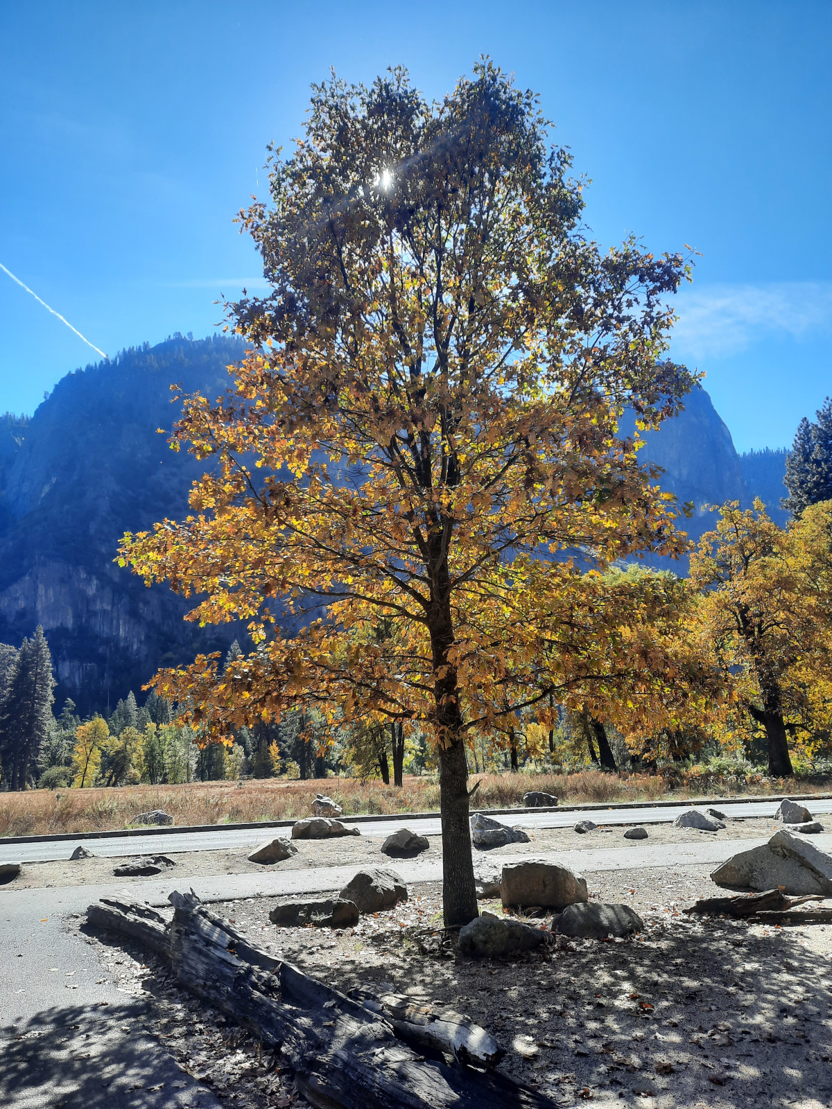 Tree in sunlight